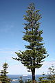 Araucaria heterophylla Norfolk Island 0.jpg