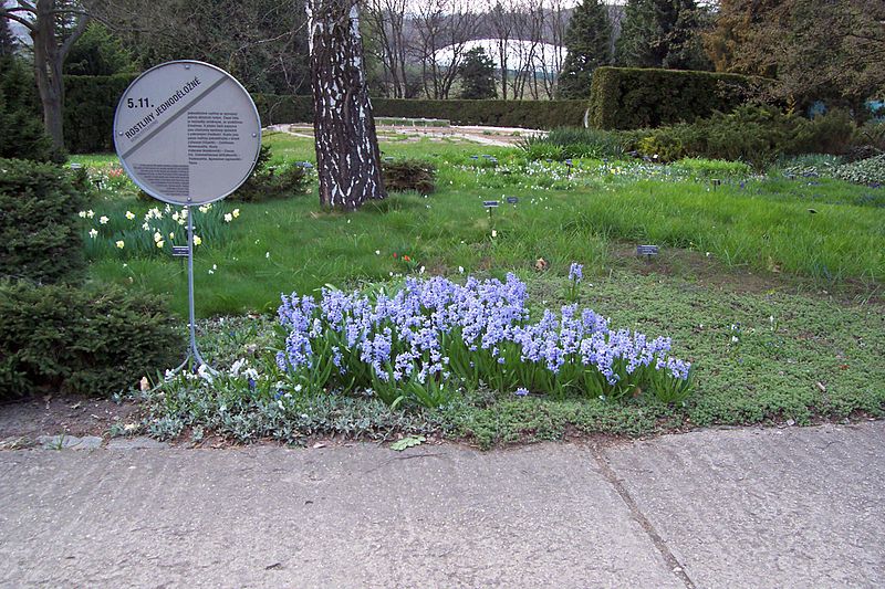 File:Arboretum Brno 6.jpg