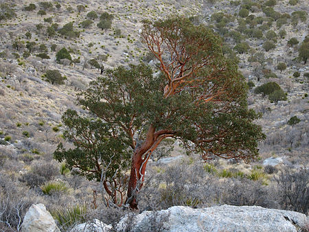 Tập_tin:Arbutus_xalapensis_Guadalupe_Peak.jpg