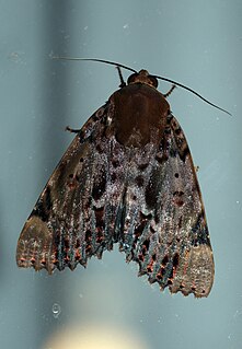 <i>Arcte coerula</i> Species of moth