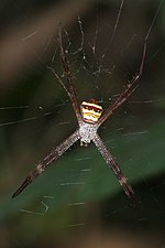 Argiope pulchella-Kadavoor-2016-03-24-001.jpg