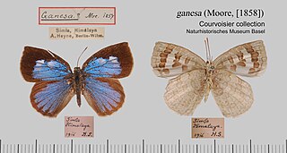 <i>Arhopala ganesa</i> Species of butterfly