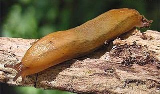 <i>Arion fuscus</i> Species of gastropod