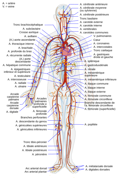 File:Arterial System fr.svg