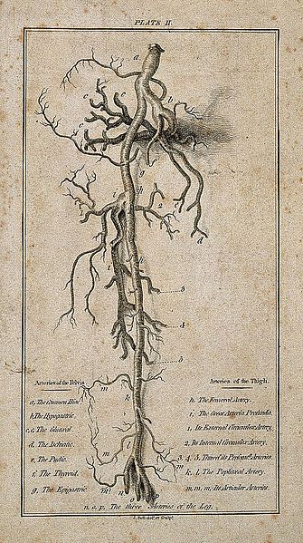 File:Arteries of the thigh and pelvis. Etching by J. Bell, ca. 18 Wellcome V0007976.jpg