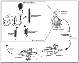 General depiction of ascospore production and lifecycle of fungus with fruitbodies in the form of perithecia. NOTE: This depicts a perithecia and not a psuedothecia as seen in Sporormiella. It also does not include the herbivorous digestion stage which is thought to trigger germination of ascospores. Ascomycota Lifecycle.webp