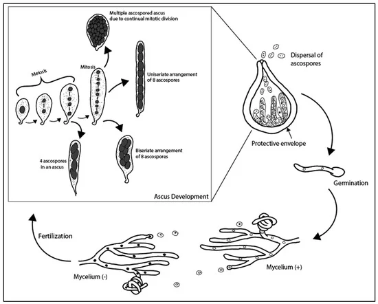 File:Ascomycota Lifecycle.webp