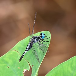 Asian pintail (Acisoma panorpoides) male Phuket.jpg