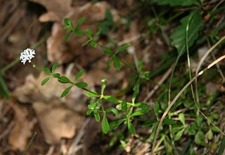 <i>Asperula involucrata</i> Species of plant