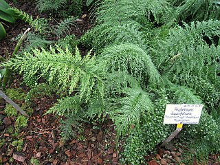 <i>Asplenium daucifolium</i> Species of fern in the family Aspleniaceae