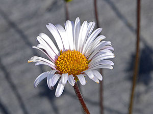 Asteraceae - Aster bellidiastrum.jpg