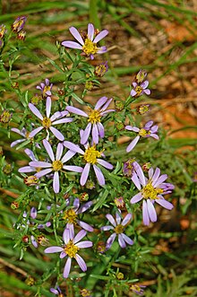 Asteraceae - Galatella sedifolia.jpg