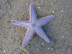 File:Astropecten armatus 257076170.jpg (Category:Astropecten)