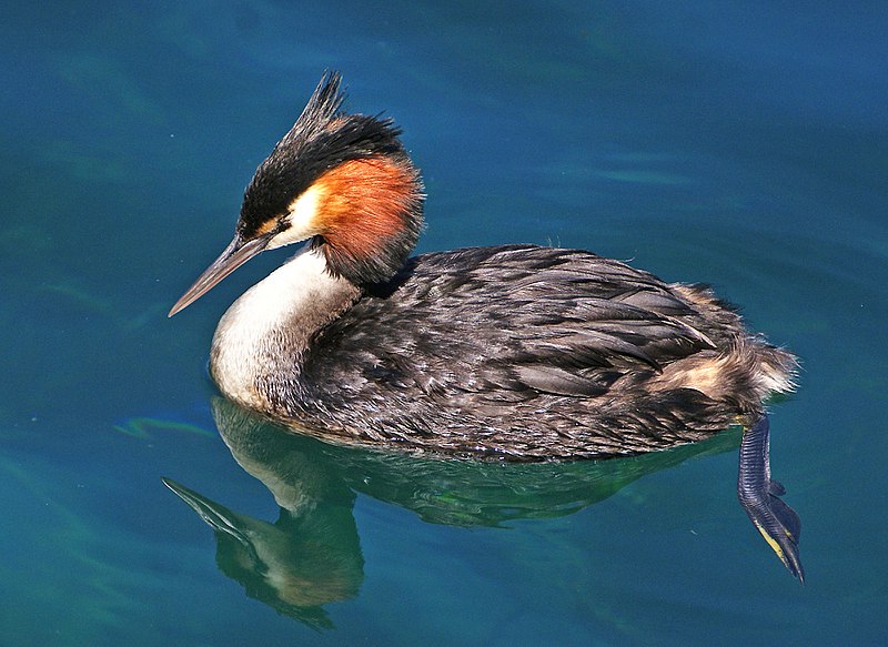 File:Australasian Crested Grebe. (12315758253).jpg