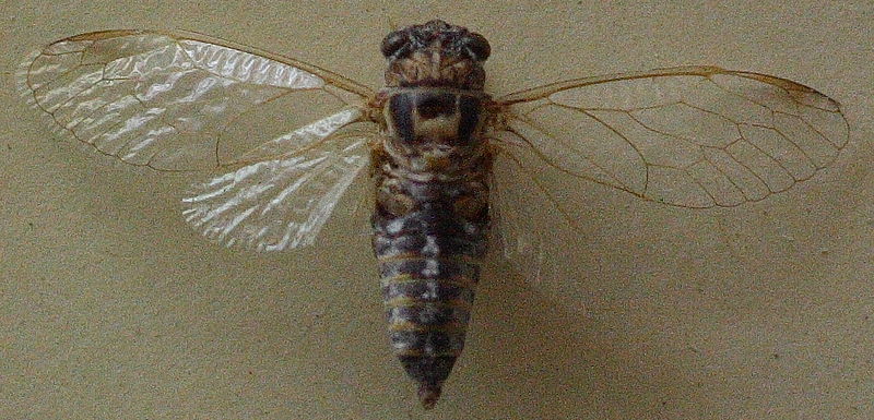 File:AustralianMuseum cicada specimen 41.JPG