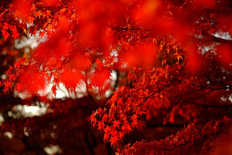 File:Autumn In Japan (237284599).jpeg