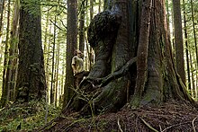 Photographer TJ Watt in Avatar Grove Avatar Grove Douglas-fir and Redcedar.jpg
