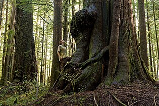 Avatar Grove near Port Renfrew BC