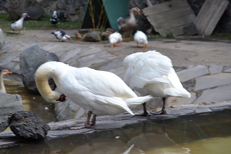 File:Ave en el aviario de Zacango 3.jpg