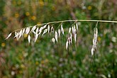 Avena fatua (Gramineae)