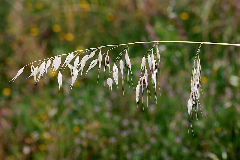 File:Avena May 2010-3.jpg