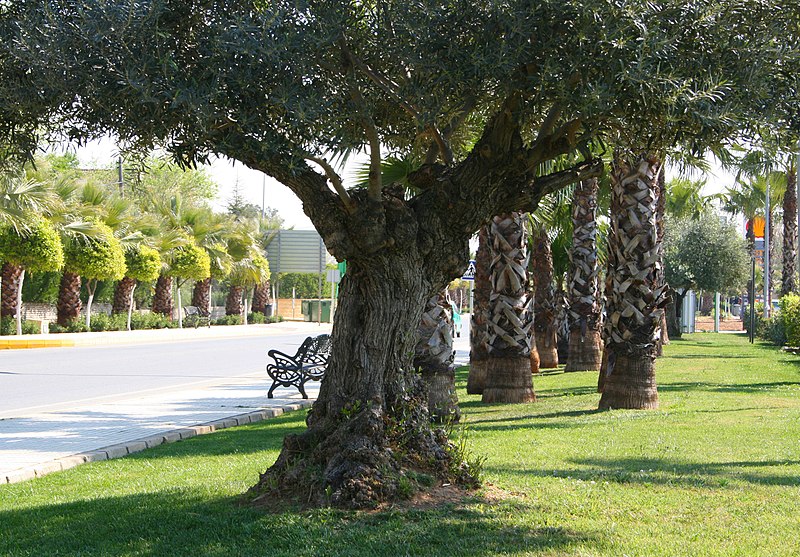 File:Avenida Reyes de España.jpg