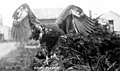 Bald eagle, Alaska, between 1900 and 1910 (AL+CA 6018).jpg