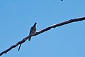 Band-tailed Pigeon Greenhouse Trail Portal AZ 2018-09-07 11-47-25 (43848442780).jpg