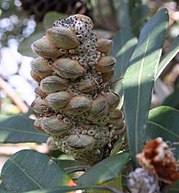 Banksia integrifolia young follicles NGH email.jpg
