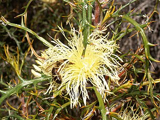 <i>Banksia wonganensis</i> Species of shrub in the family Proteaceae endemic to Western Australia