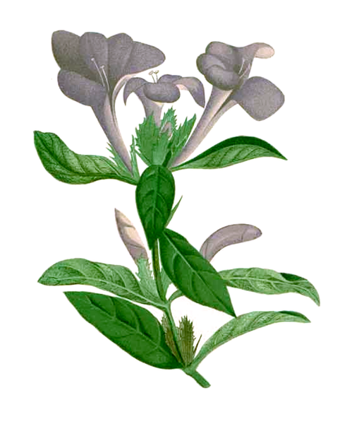 File:Barleria cristata Blanco cleaned.png