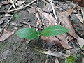 A seedling of Basella alba. The cotyledons are visible