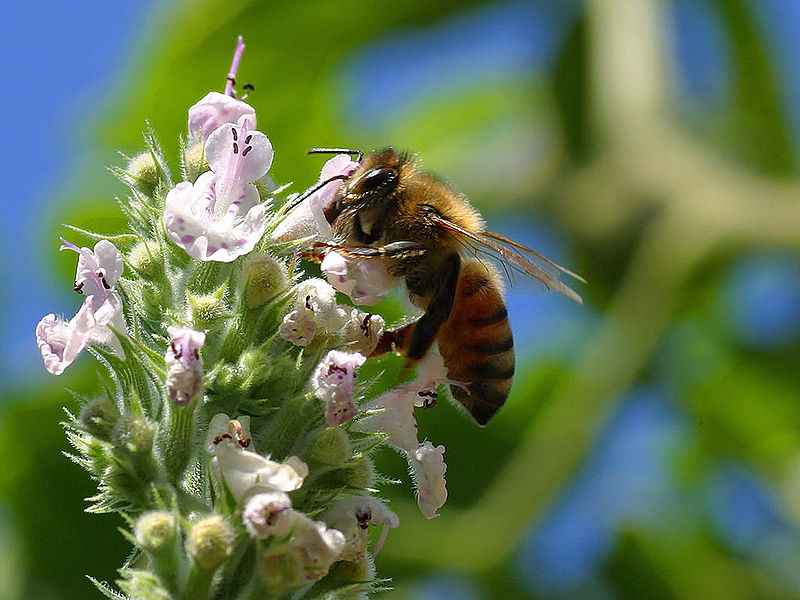 File:Bees 1 bg 082804.jpg