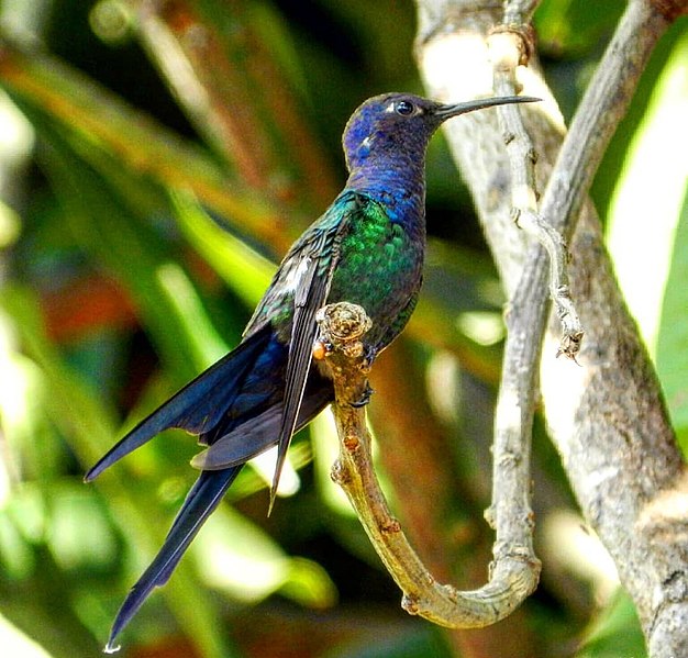 File:Beija-flor tesoura e suas cores.jpg