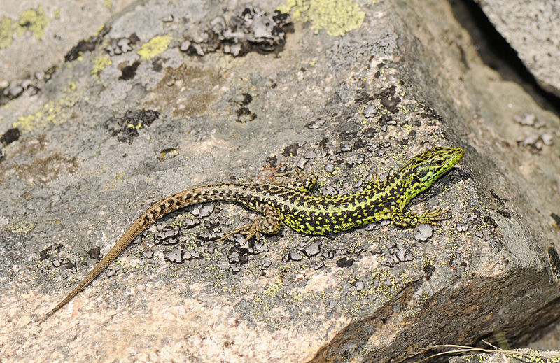 File:Benny Trapp Iberolacerta monticola.jpg