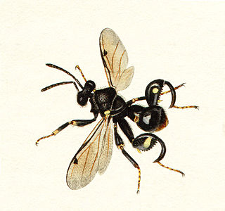 <i>Chalcis</i> (wasp) Genus of wasps