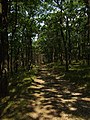 Čeština: Příroda v okolí Berouna, Středočeský kraj nápověda English: Forest near Beroun (Děd hill) in Central Bohemian region, CZ help