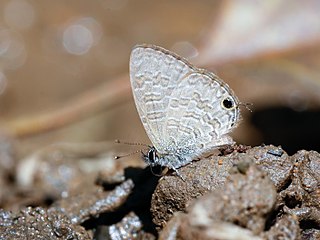 <i>Prosotas bhutea</i> Species of butterfly