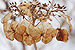 Bigleaf Hydrangea Hydrangea macrophylla 'Tokyo Delight' Flowers 3008px.jpg