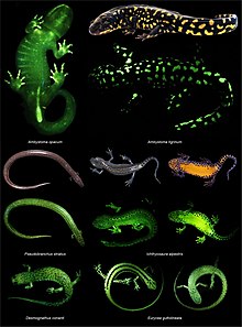 Salamander - Wikipedia