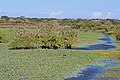 公園内の湖沼