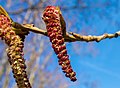 * Nomination Inflorescence of Alnus glutinosa near Limbach --Plozessor 05:24, 5 January 2024 (UTC) * Decline  Oppose Out of focus. --Iketsi 05:43, 5 January 2024 (UTC)