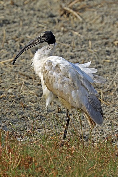 File:Black-headed ibis (Threskiornis melanocephalus).jpg