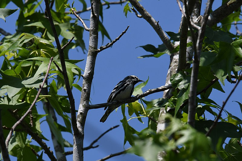 File:Black and white warbler patuxent research refuge north tract 5.22.22 DSC 7035.jpg