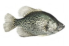 Black crappie.jpg