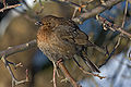 Blackbird female.jpg