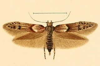 <i>Blastobasis rubiginosella</i> Moth species in genus Blastobasis