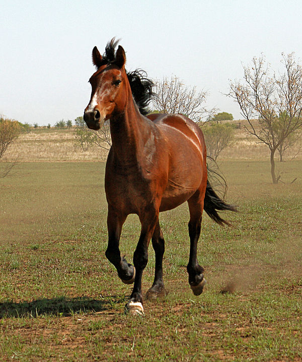 A bucking horse at pasture during the off season