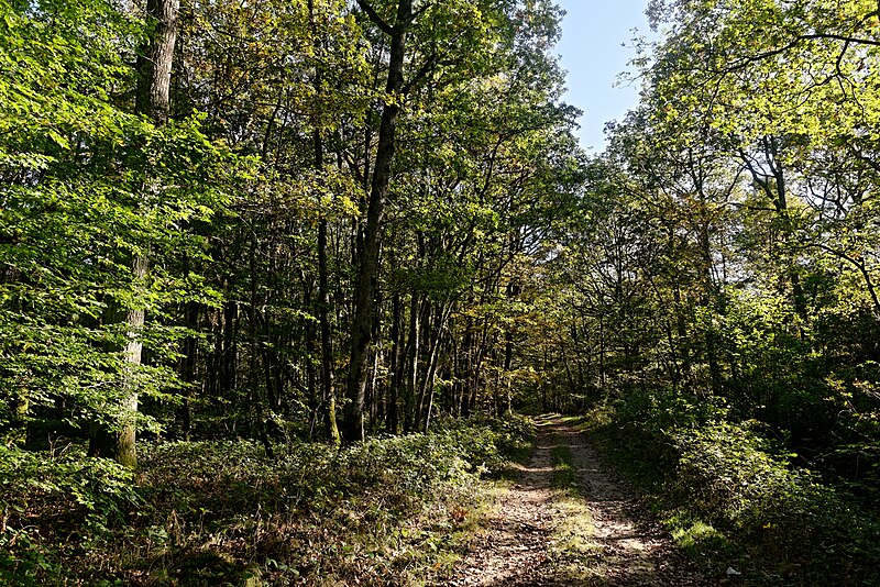 File:Bois de la Brandelle 2017-10 n01.jpg