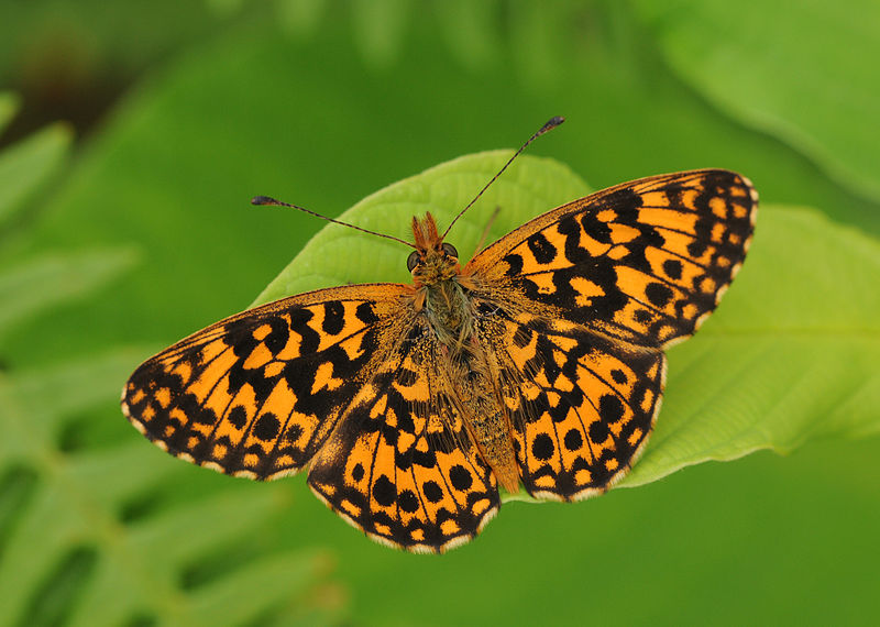 File:Boloria dia - Violet fritillary.jpg